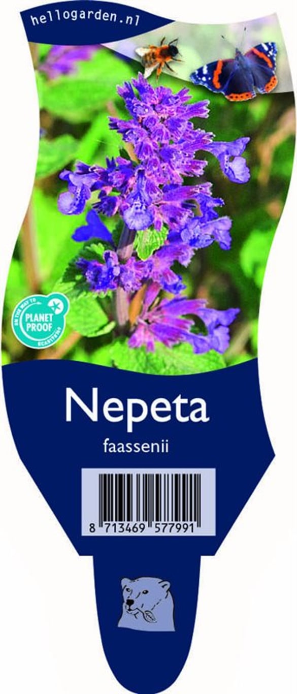 Nepeta faassenii - P11